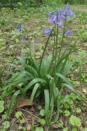 Hyacinthoides non-scripta \ Hasenglckchen / English Bluebell, D Ludwigshafen 4.5.2021