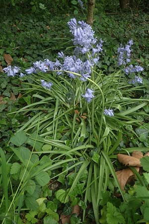 Hyacinthoides hispanica x non-scripta, Hybrid-Hasenglckchen