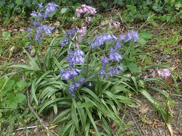 Hyacinthoides hispanica x non-scripta \ Hybrid-Hasenglckchen / Bluebell Hybrid, D Ludwigshafen 4.5.2021