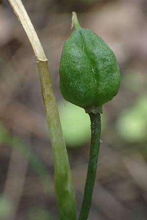 Hyacinthoides hispanica x non-scripta \ Hybrid-Hasenglckchen / Bluebell Hybrid, D Ludwigshafen 8.6.2021