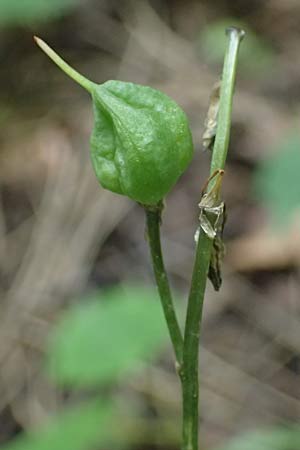 Hyacinthoides hispanica x non-scripta \ Hybrid-Hasenglckchen / Bluebell Hybrid, D Ludwigshafen 8.6.2021
