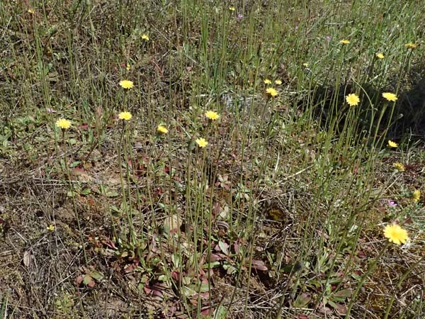 Hypochaeris glabra \ Kahles Ferkelkraut, Sand-Ferkelkraut / Smooth Cat's-Ear, D Eisenberg 9.5.2024