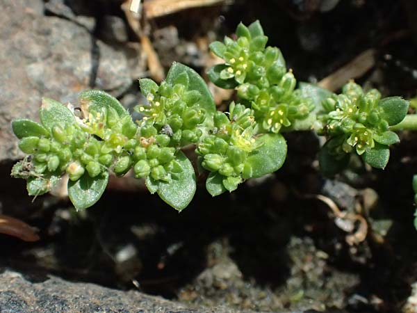 Herniaria glabra \ Kahles Bruchkraut / Rupture-Wort, D Frankfurt 1.6.2026