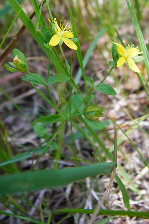 Hypericum humifusum \ Niederliegendes Johanniskraut / Trailing St. John's-Wort, D Ober-Roden 17.6.2015