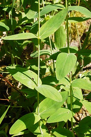Hypericum montanum \ Berg-Johanniskraut / Pale St. John's-Wort, D Meßstetten-Unterdigisheim (Schwäb. Alb) 11.7.2015