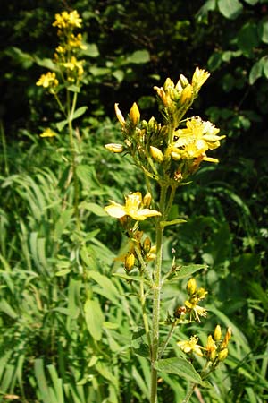 Hypericum montanum \ Berg-Johanniskraut / Pale St. John's-Wort, D Meßstetten-Unterdigisheim (Schwäb. Alb) 11.7.2015