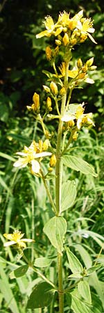 Hypericum montanum \ Berg-Johanniskraut / Pale St. John's-Wort, D Meßstetten-Unterdigisheim (Schwäb. Alb) 11.7.2015