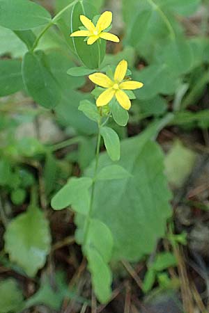 Hypericum humifusum \ Niederliegendes Johanniskraut / Trailing St. John's-Wort, D Olfen 19.8.2017