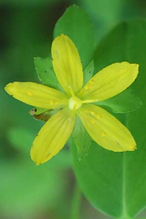 Hypericum humifusum \ Niederliegendes Johanniskraut / Trailing St. John's-Wort, D Olfen 19.8.2017