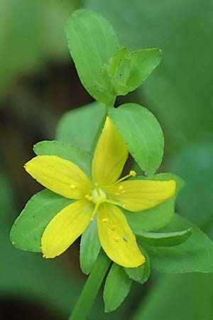 Hypericum humifusum \ Niederliegendes Johanniskraut / Trailing St. John's-Wort, D Olfen 19.8.2017