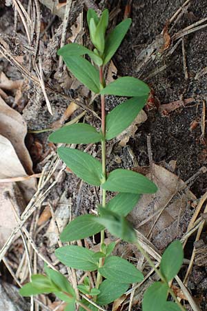 Hypericum humifusum \ Niederliegendes Johanniskraut / Trailing St. John's-Wort, D Ottorfszell 13.5.2018