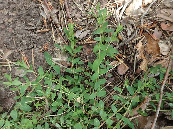 Hypericum humifusum \ Niederliegendes Johanniskraut / Trailing St. John's-Wort, D Ottorfszell 13.5.2018