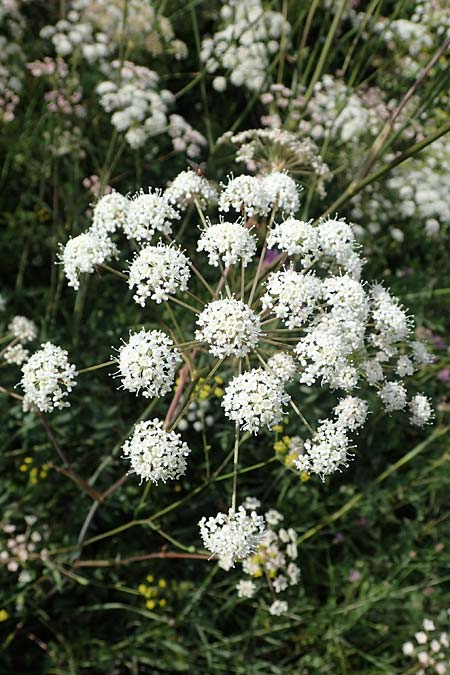 Peucedanum cervaria \ Hirschwurz-Haarstrang / Broad-Leaved Spignel, D Grünstadt-Asselheim 6.8.2021