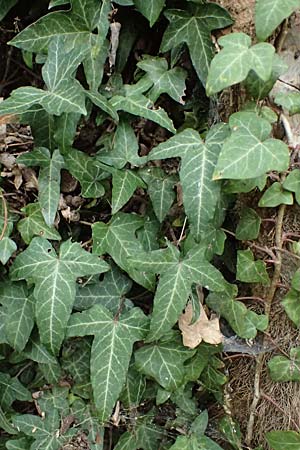 Hedera helix \ Efeu / Ivy, D Bensheim 28.3.2026