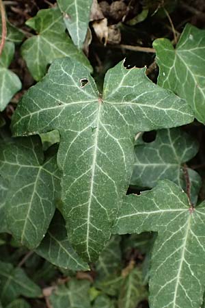 Hedera helix \ Efeu / Ivy, D Bensheim 28.3.2026