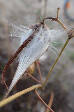 Vincetoxicum hirundinaria \ Schwalbenwurz / White Swallow Wort, D Mannheim 23.9.2016