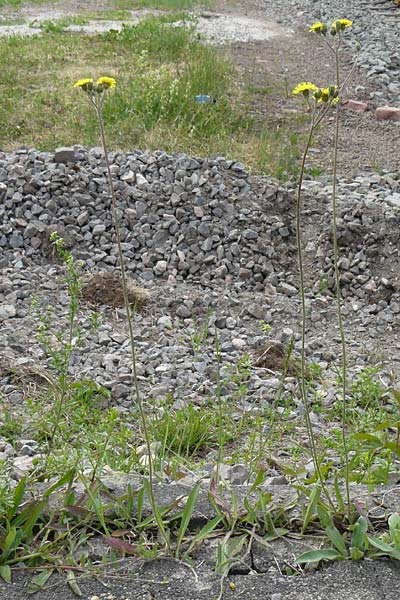 Hieracium leptophyton \ Zartes Habichtskraut / Tender Hawkweed, D Enkenbach-Alsenborn 24.5.2015