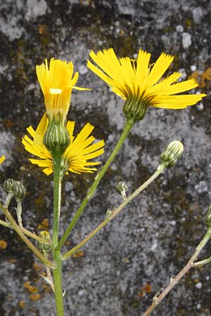 Hieracium lachenalii \ Gewhnliches Habichtskraut / Lachenal's Hawkweed, D Ulm 2.6.2015