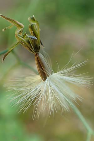 Prenanthes purpurea \ Purpur-Hasenlattich, D Schwarzwald, Wild-Renchtal 7.8.2015