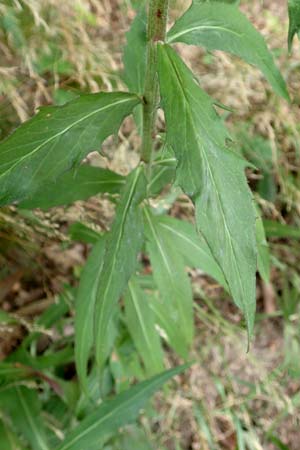 Hieracium laevigatum \ Glattes Habichtskraut / Smooth Hawkweed, D Wald-Erlenbach 30.7.2016