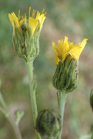 Hieracium laevigatum \ Glattes Habichtskraut / Smooth Hawkweed, D Wald-Erlenbach 30.7.2016
