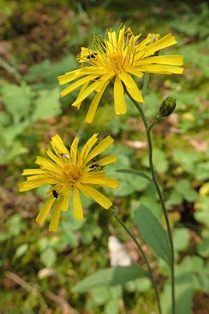 Hieracium lachenalii \ Gewhnliches Habichtskraut / Lachenal's Hawkweed, D Mannheim 14.5.2018