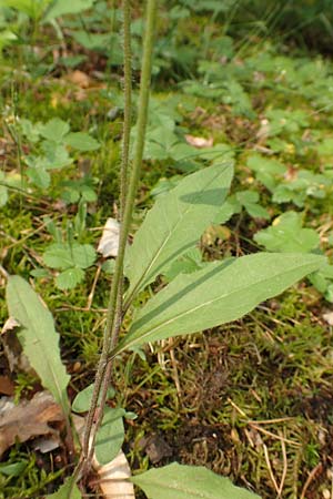 Hieracium lachenalii \ Gewhnliches Habichtskraut / Lachenal's Hawkweed, D Mannheim 14.5.2018