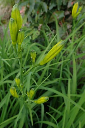 Hemerocallis lilioasphodelus \ Frhe Wiesen-Taglilie / Yellow Day Lily, Lemon Day Lily, D  20.5.2023