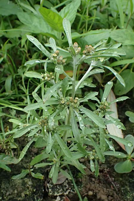 Gnaphalium uliginosum \ Sumpf-Ruhrkraut / Marsh Cudweed, D Mannheim 14.9.2026