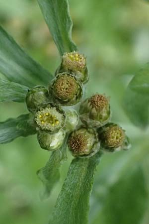 Gnaphalium uliginosum \ Sumpf-Ruhrkraut / Marsh Cudweed, D Mannheim 14.9.2026