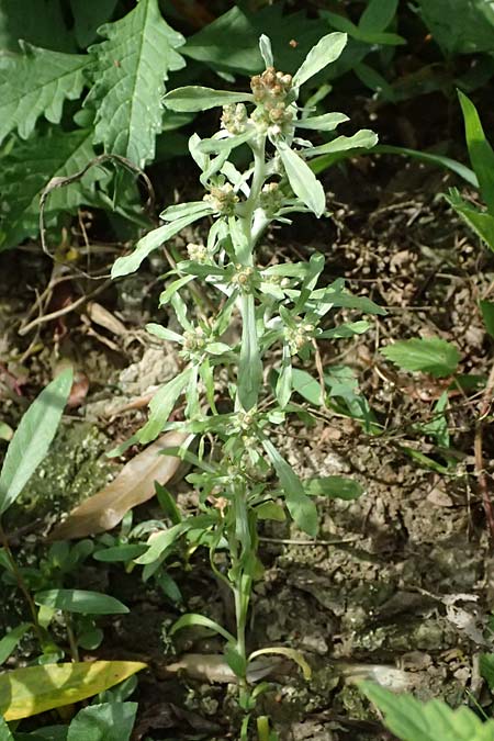 Gnaphalium uliginosum \ Sumpf-Ruhrkraut / Marsh Cudweed, D Mannheim 14.9.2026