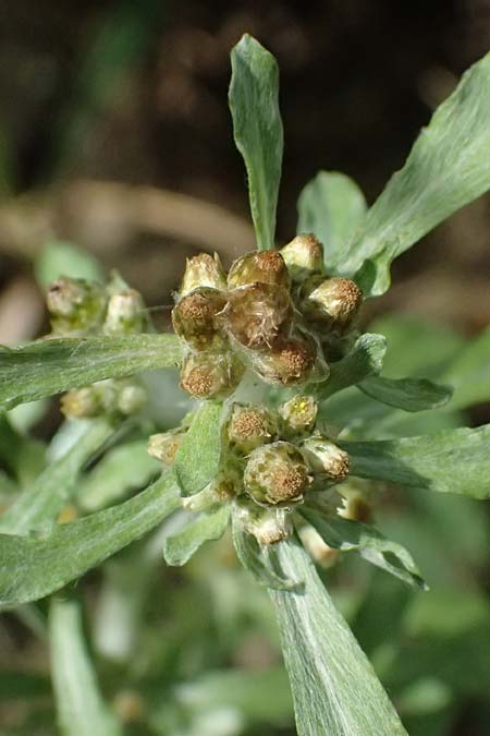 Gnaphalium uliginosum \ Sumpf-Ruhrkraut / Marsh Cudweed, D Mannheim 14.9.2026