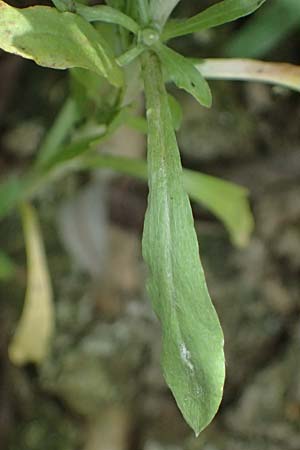 Gnaphalium uliginosum \ Sumpf-Ruhrkraut / Marsh Cudweed, D Mannheim 14.9.2026