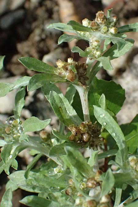 Gnaphalium uliginosum \ Sumpf-Ruhrkraut / Marsh Cudweed, D Mannheim 14.9.2026