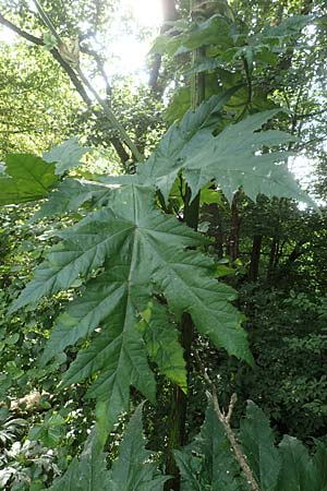 Heracleum mantegazzianum \ Riesen-Brenklau, Herkulesstaude / Giant Hogweed, D Lützelbach 16.7.2016