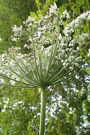 Heracleum mantegazzianum \ Riesen-Brenklau, Herkulesstaude / Giant Hogweed, D Lützelbach 16.7.2016