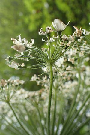 Heracleum mantegazzianum \ Riesen-Brenklau, Herkulesstaude / Giant Hogweed, D Lützelbach 16.7.2016