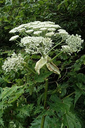 Heracleum mantegazzianum \ Riesen-Brenklau, Herkulesstaude / Giant Hogweed, D Korb 17.6.2017