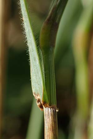 Hordeum murinum \ Muse-Gerste / Wall Barley, D Bürstadt 15.7.2017