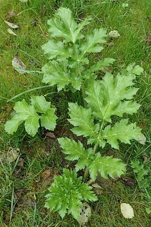 Heracleum mantegazzianum \ Riesen-Brenklau, Herkulesstaude / Giant Hogweed, D Mülheim (Ruhr) - Saarn 28.9.2017