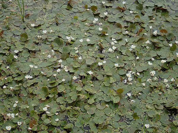 Hydrocharis morsus-ranae \ Froschbiss / Frogbit, D Celle 24.8.2018