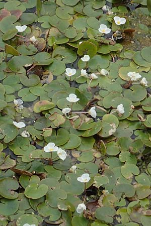 Hydrocharis morsus-ranae \ Froschbiss / Frogbit, D Celle 24.8.2018