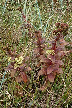 Hylotelephium maximum ? \ Groe Waldfetthenne / Witch's Moneybags, Livelong, D Wendtorf 18.9.2021