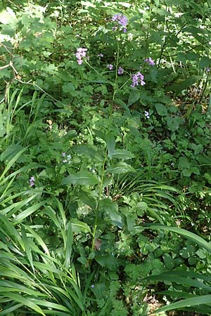 Hesperis matronalis \ Gewhnliche Nachtviole / Dame's Violet, D Rauenberg 9.6.2023
