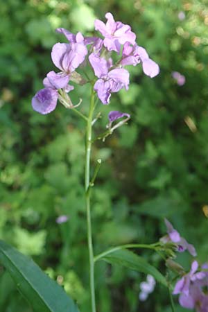 Hesperis matronalis \ Gewhnliche Nachtviole / Dame's Violet, D Rauenberg 9.6.2023