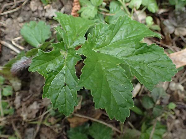 Heracleum mantegazzianum \ Riesen-B�renklau, Herkulesstaude / Giant Hogweed, D Bensheim 28.3.2026