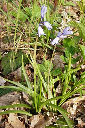 Hyacinthoides non-scripta \ Hasenglckchen / English Bluebell, D Mannheim 22.4.2015
