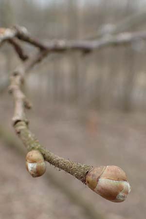Corylus avellana \ Haselnuss / Hazel, D Mannheim 15.3.2015