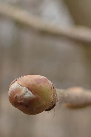 Corylus avellana \ Haselnuss / Hazel, D Mannheim 15.3.2015