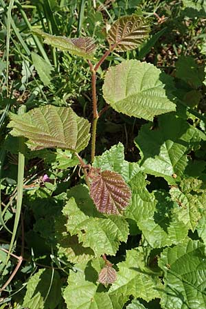Corylus avellana \ Haselnuss / Hazel, D Bruchsal 27.5.2020
